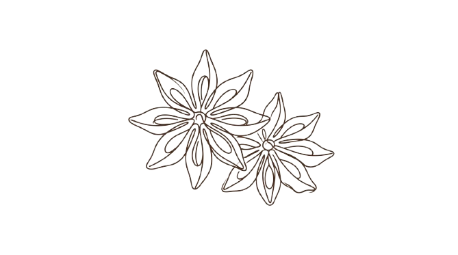 Hand-drawn star anise illustration